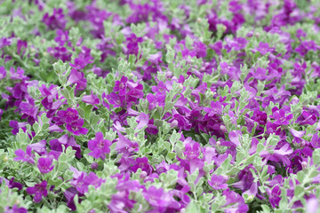 Violet flower on tropical garden