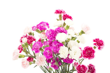Beautiful bunch of dianthus caryphyllus