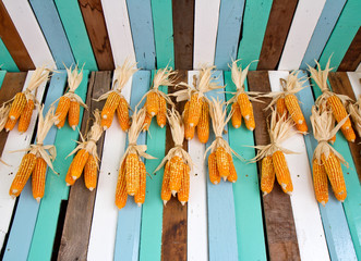 Dried corn hung on colorful wooden wall in the barn.