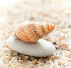 Sea cockleshell on a stone