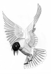 illustration bird sea gull