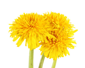 Dandelion flowers isolated on white