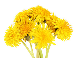 Dandelion flowers isolated on white