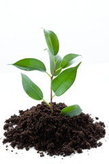 The young plant grows from a fertile soil is isolated on a white