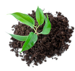 The young plant grows from a fertile soil is isolated on a white