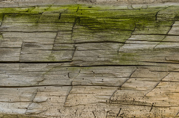 Texture of an old oak tree