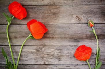 Plakat red poppy on wooden background