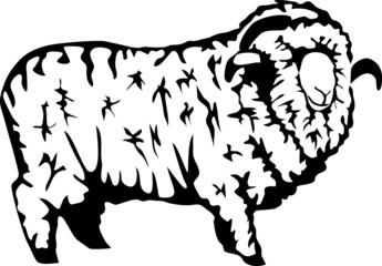 merino sheep