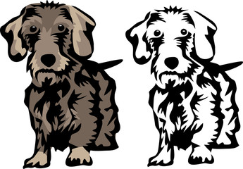 Obraz premium wire haired dachshund