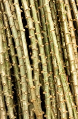Cassava cuttings