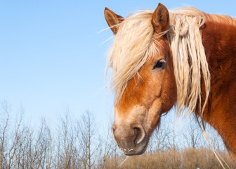 Fototapeta premium Portrait of a brown horse with blonde manes and eye lashes