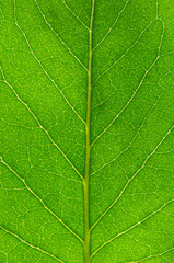 leaf texture