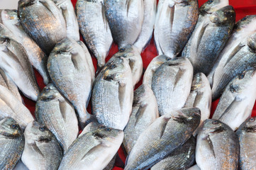 Fische auf dem Fischmarkt