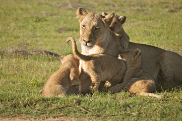 Löwe mit Löwenbabys