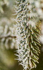 hoarfrost on pine branch