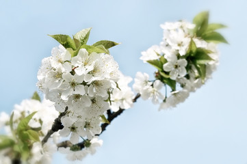 Blooms tree branch in spring against blur background.