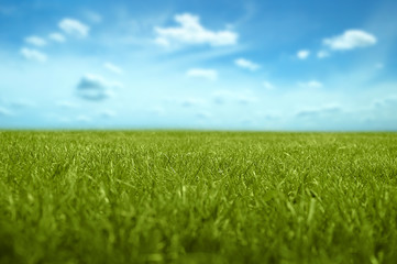 Grass with blue sky in background. Short range focus length.