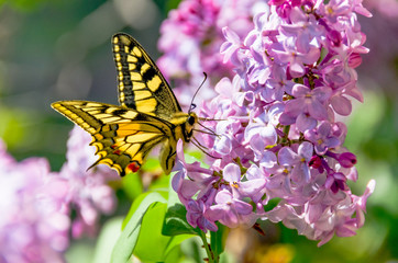 Swallowtail butterfly on lilac