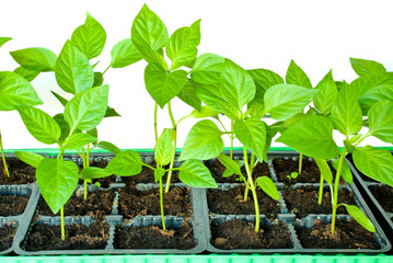 Seedlings peppers