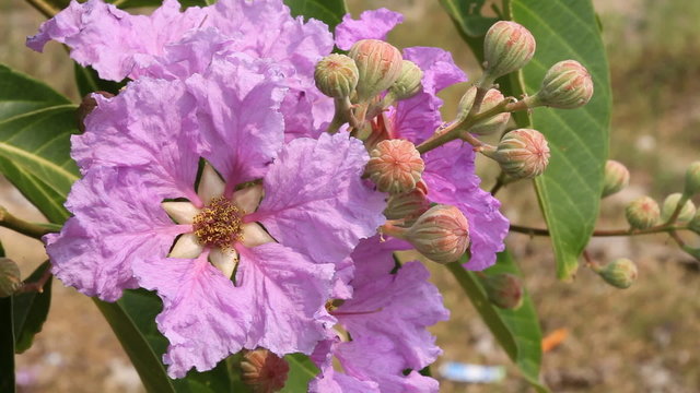 Lagerstroemia floribunda Jack ex Blume