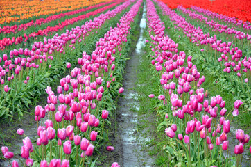 Colorful tulip rows