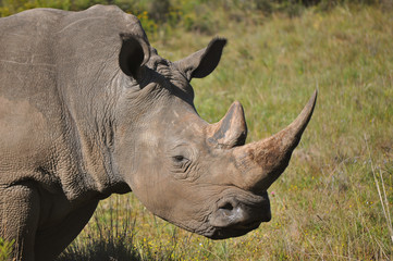 Obraz premium Nashorn