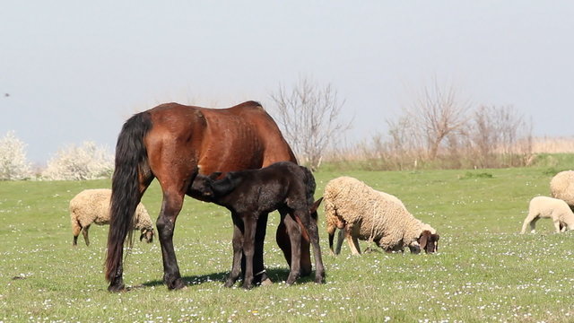 foal feeding with milk ranch scene