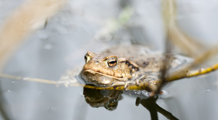 Frog in water