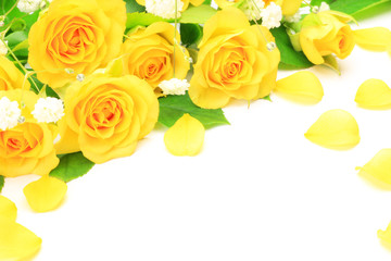 yellow rose