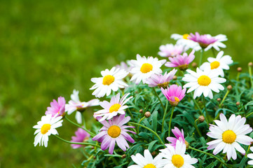 Fototapeta premium Margeriten