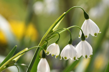 Obraz premium Märzenbecher