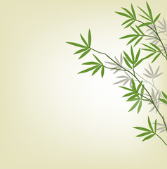 Fototapeta na wymiar Green bamboo branches on a white background