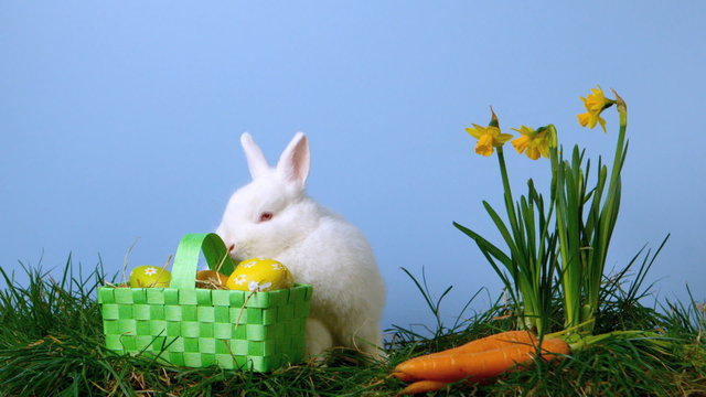 White rabbit sniffing easter eggs in a basket besides daffodils