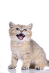 Exotisch Kurzhaar Kätzchen auf weiß - exotic kitten isolated