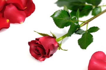 roserosse_002