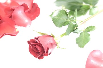 roserosse_004