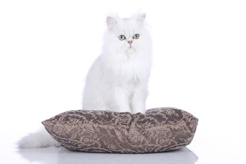 Perserkater - Male persian isolated on a cushion