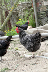 farm hen