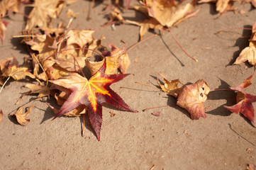 colori d'autunno