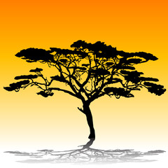 Acacia tree silhouette