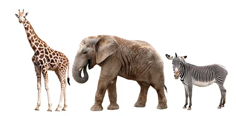 Rolgordijnen giraffes, elephant and zebras isolated on white © vencav
