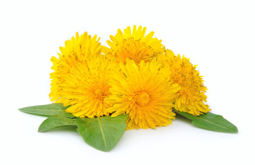 Dandelion flowers