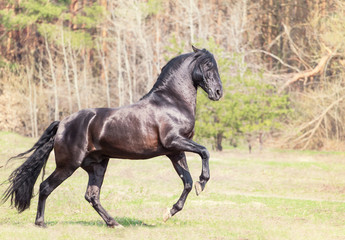 Obraz na płótnie Canvas Andaluzian horse