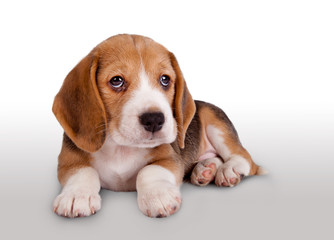 Cute beagle puppy portrait - obrazy, fototapety, plakaty