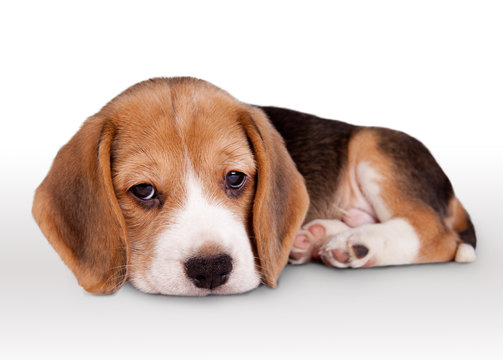 Tiny beagle puppy wit pitiful eyes