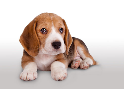 Cute beagle puppy portrait