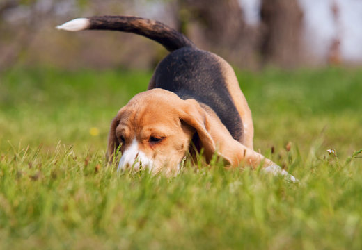 Playful beagle puppy in grass