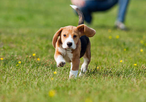 Running beagle puppy at the walk
