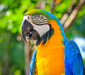 Colorful macaw