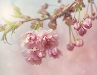 Pink cherry blossom tree - obrazy, fototapety, plakaty